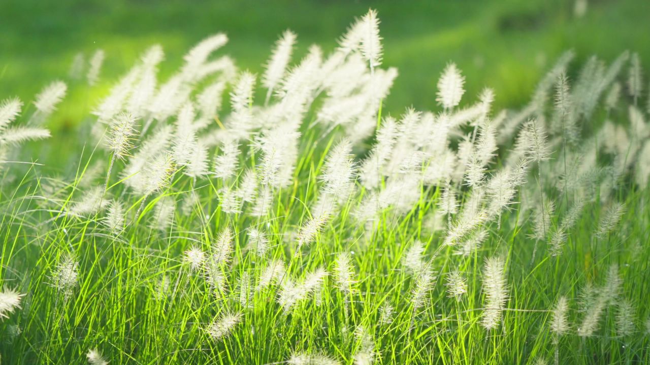 阳光下会发光的狗尾巴草