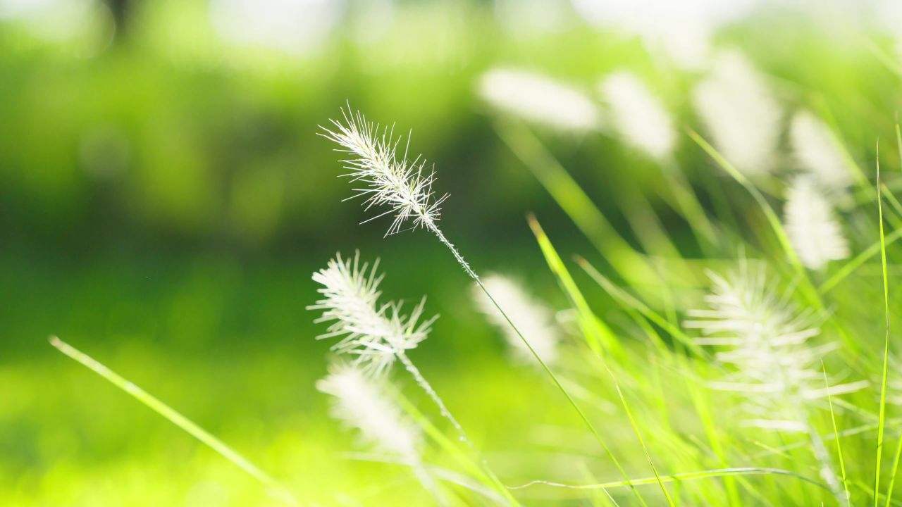 4k原创实拍阳光穿透狗尾巴草