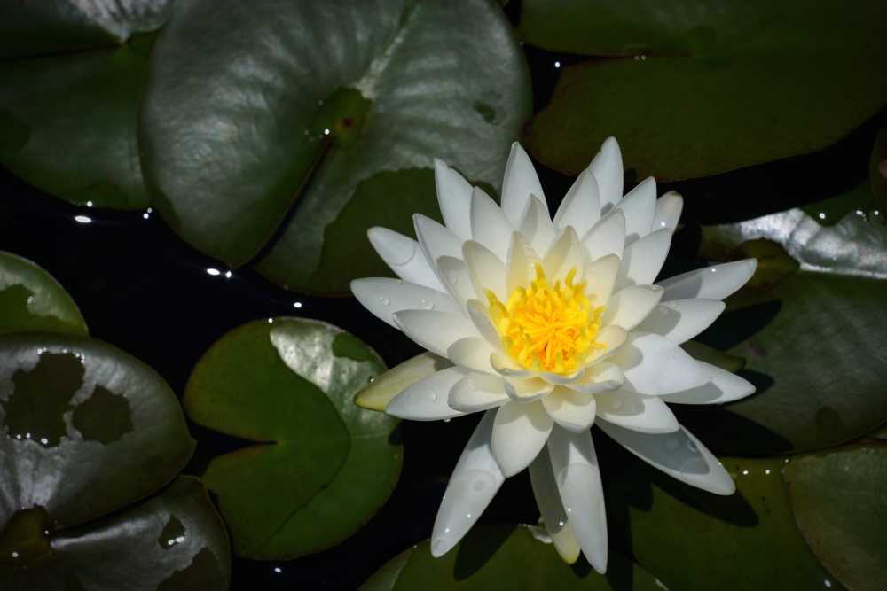 昆明大观公园荷花莲花