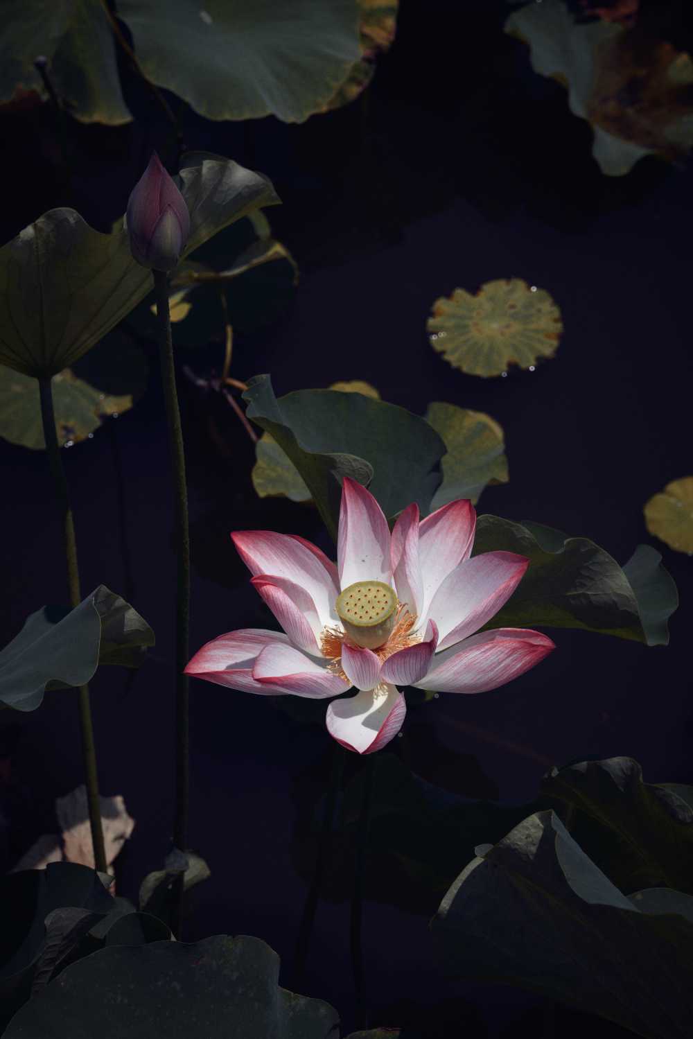 昆明大观公园荷花莲花