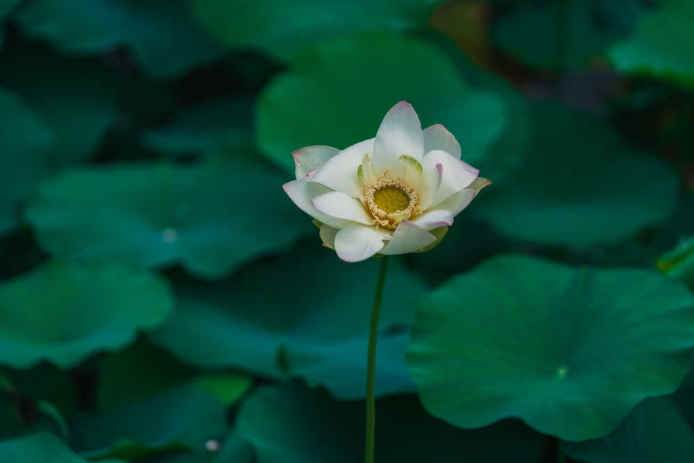 夏荷
