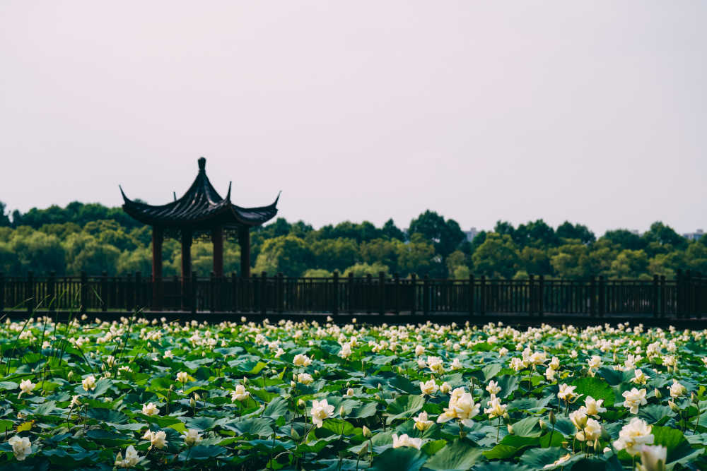 夏荷