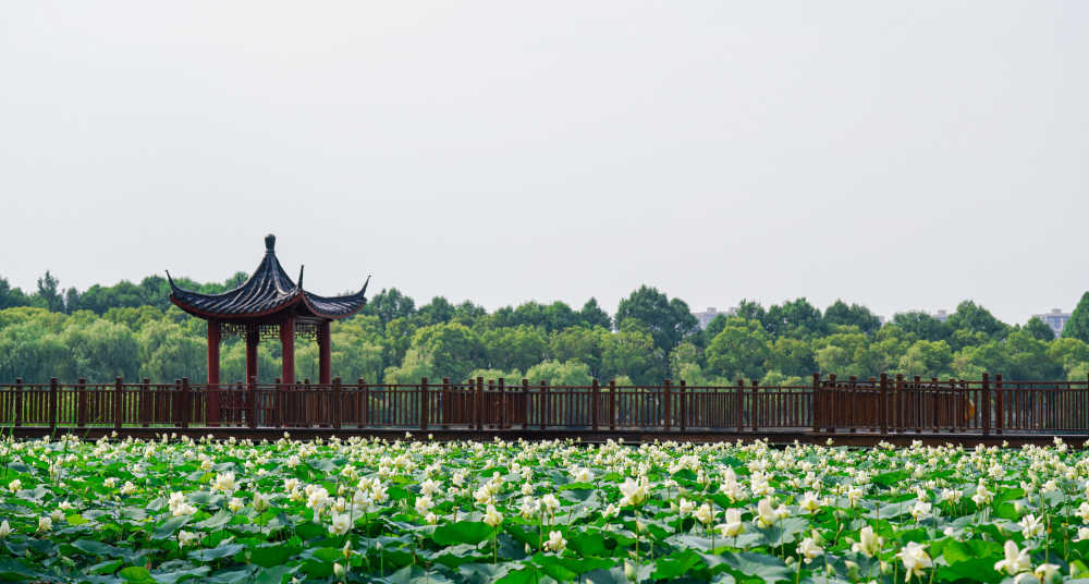 夏荷