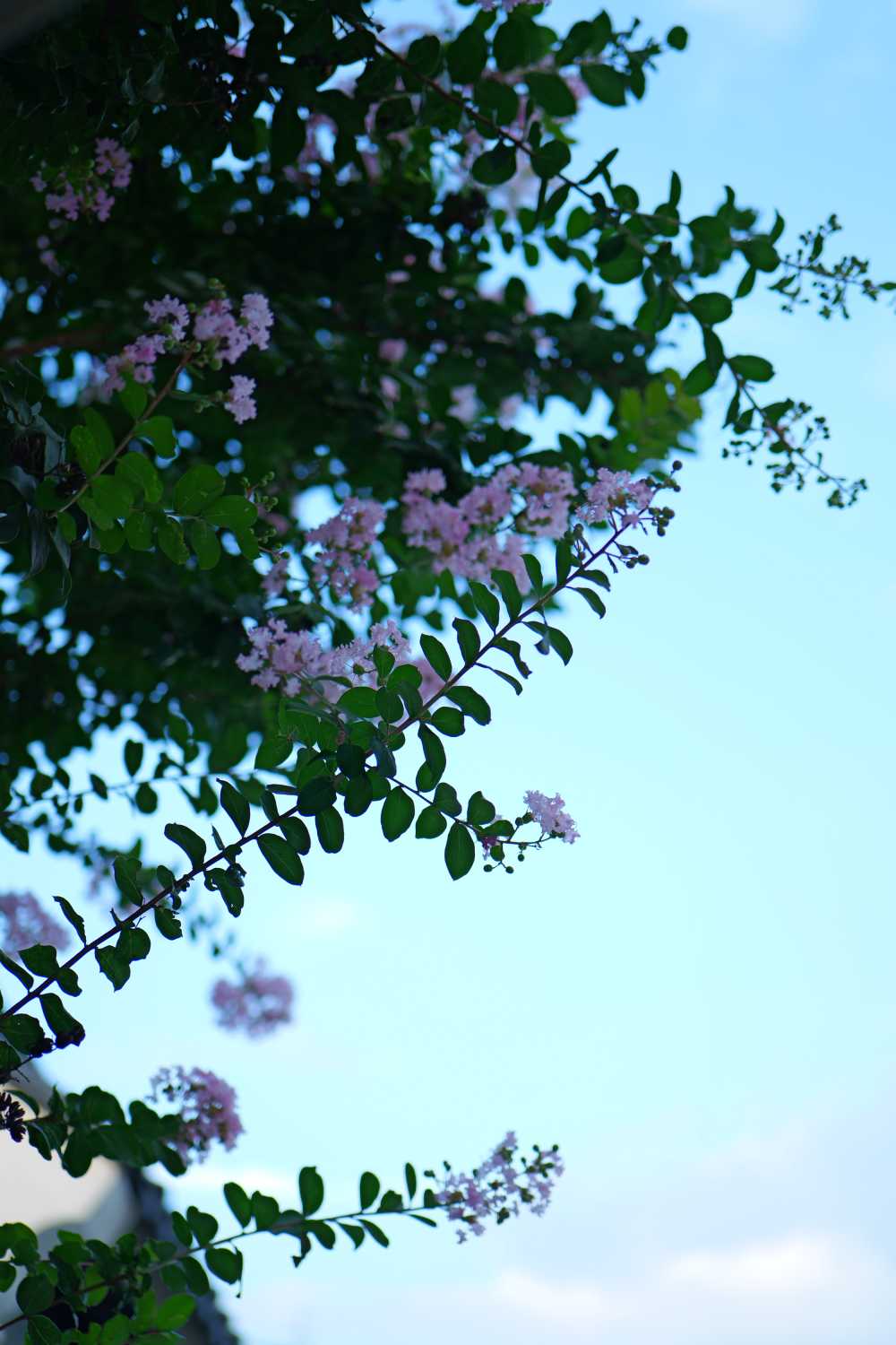 紫薇花
