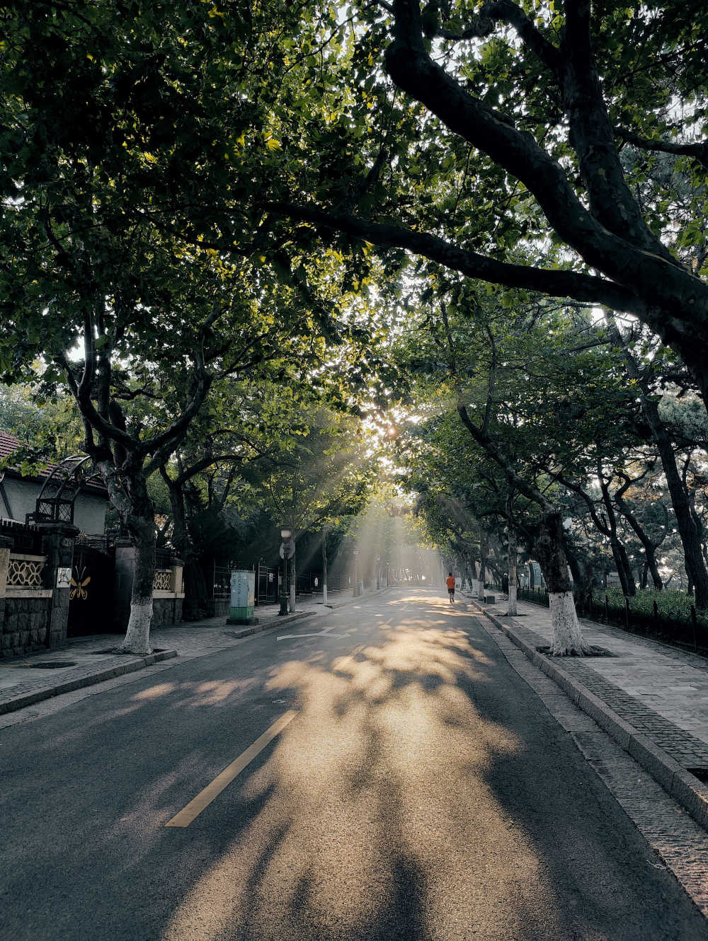 晨跑林荫路