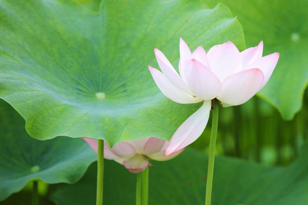 荷花荷叶池塘