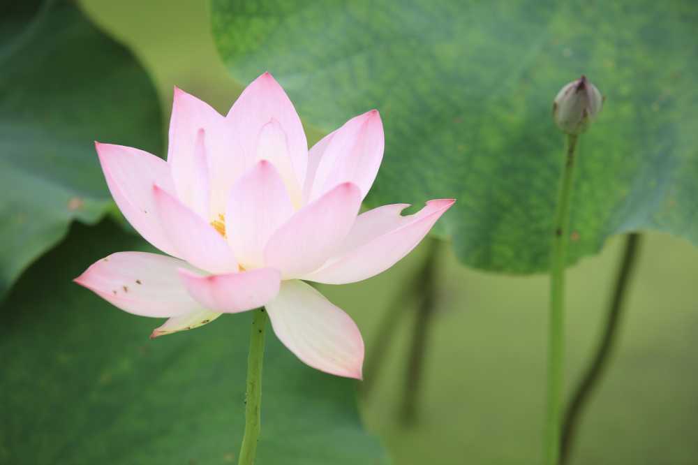 荷花荷叶池塘