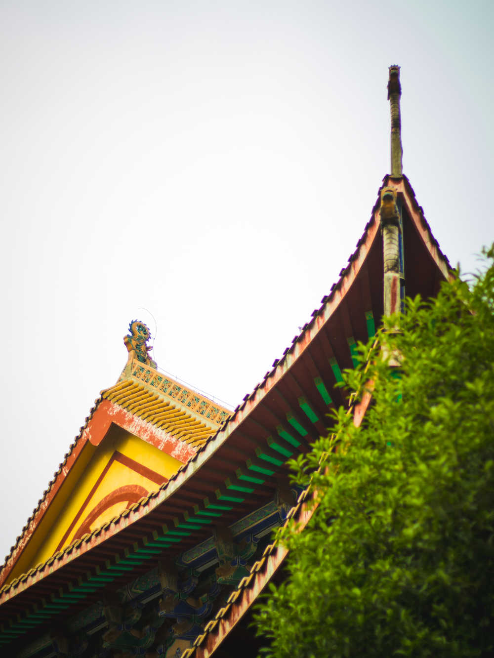 杂