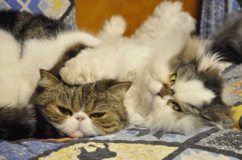 猫