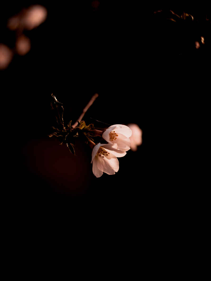 花儿