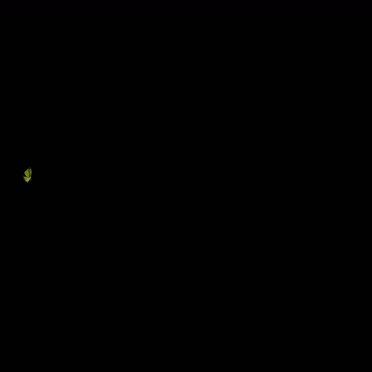 蝴蝶飞舞 带透明通道 