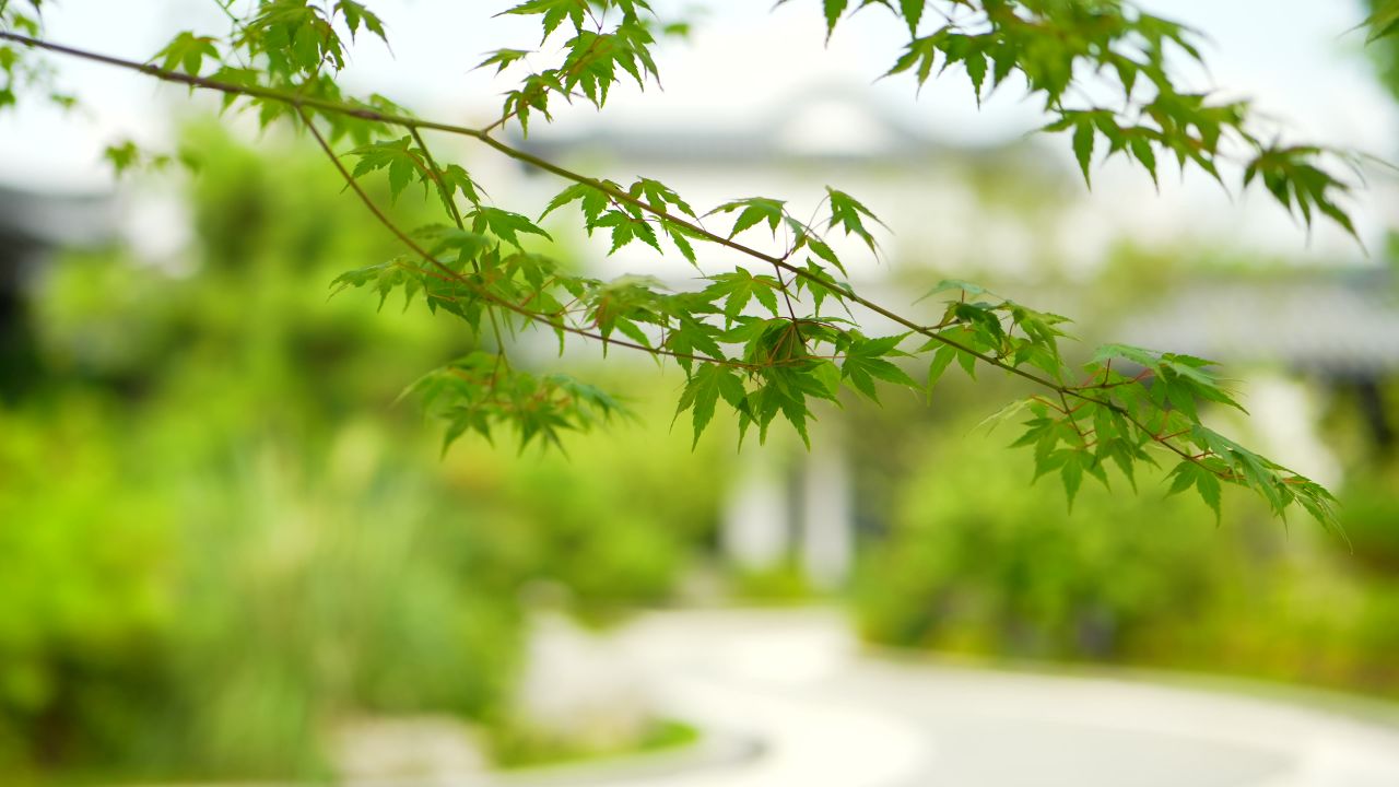 枫叶