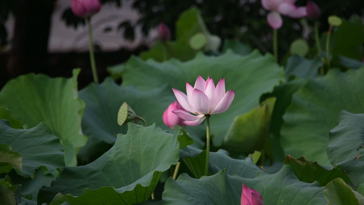 荷花
