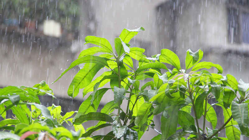 夏天大雨中的芒果叶