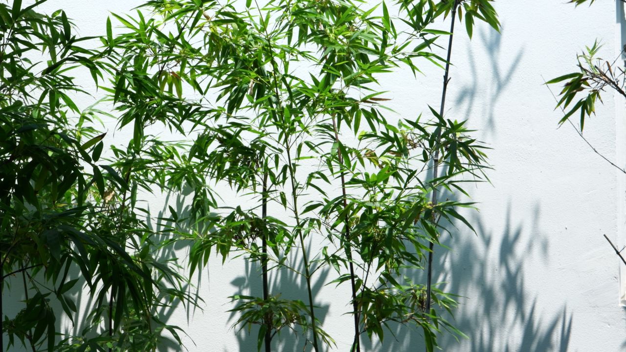 竹子 竹影