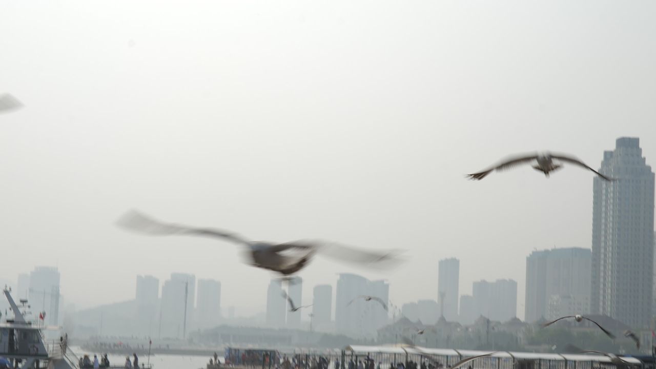海鸥
