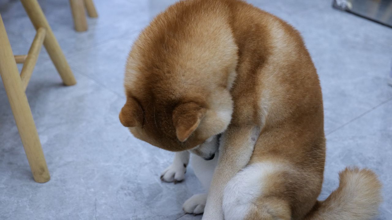 柴犬