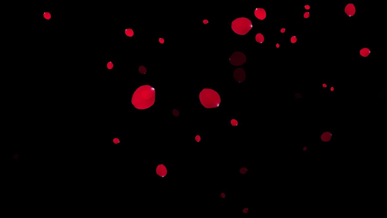 玫瑰花飘落