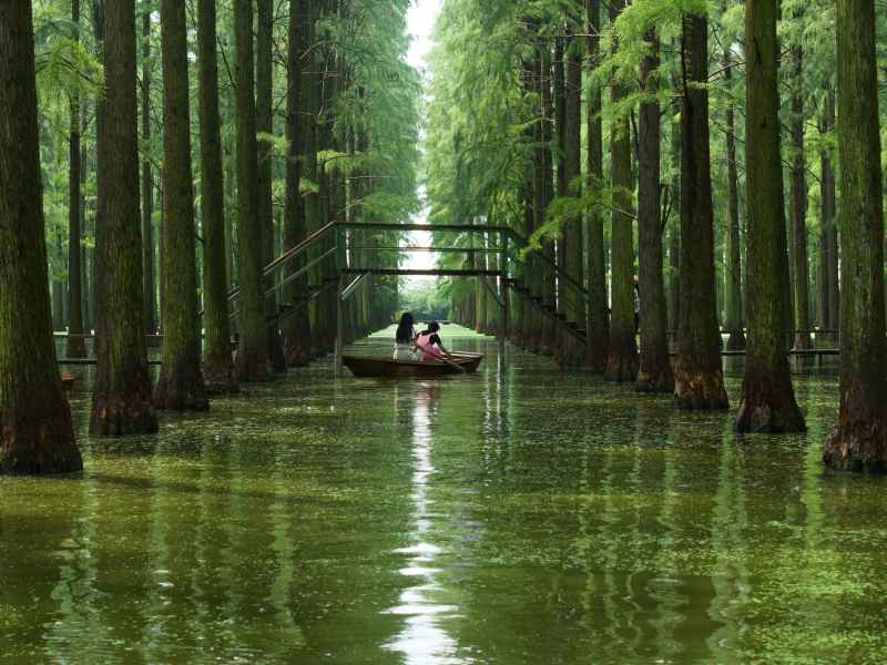 林