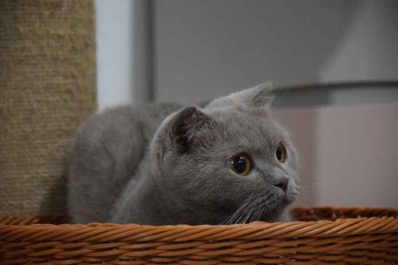 猎食瞬间：变色折耳蓝猫