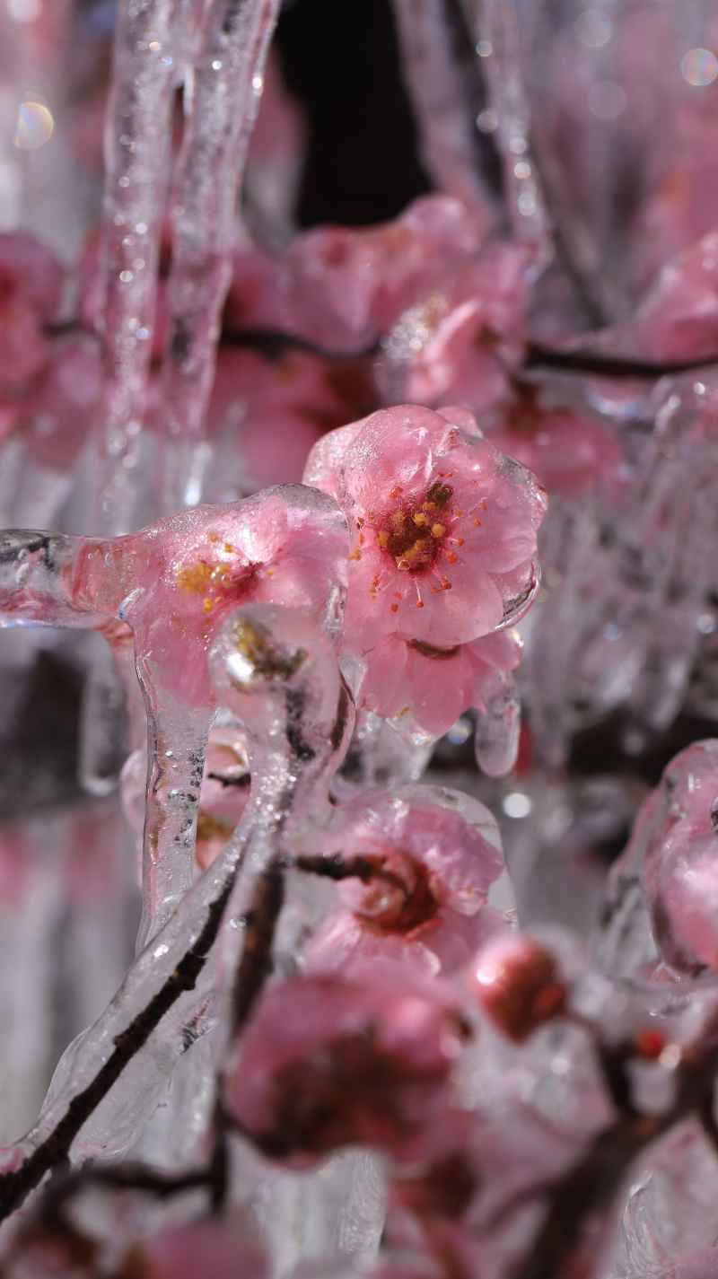 樱花冰淇淋