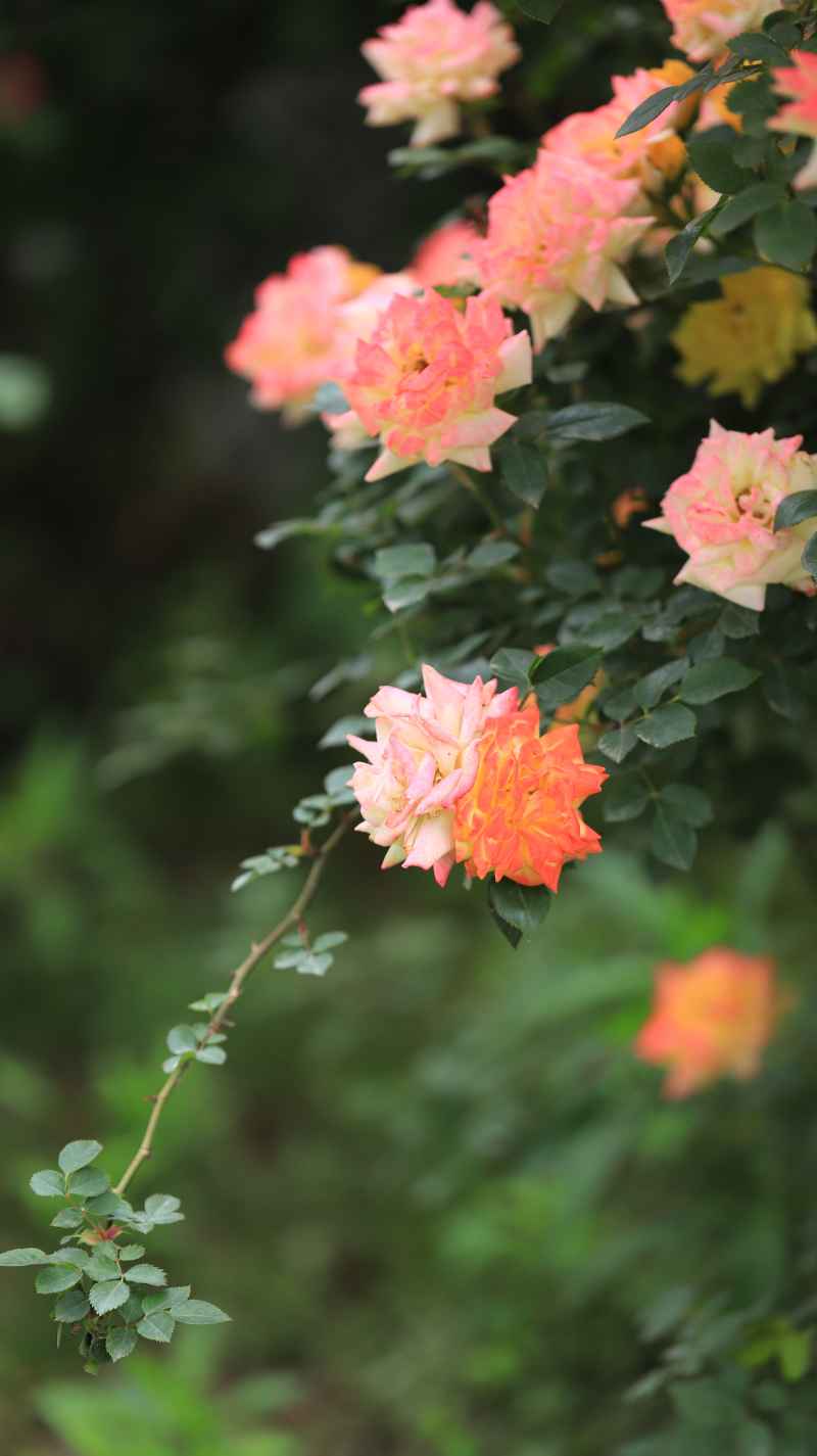雨后蔷薇