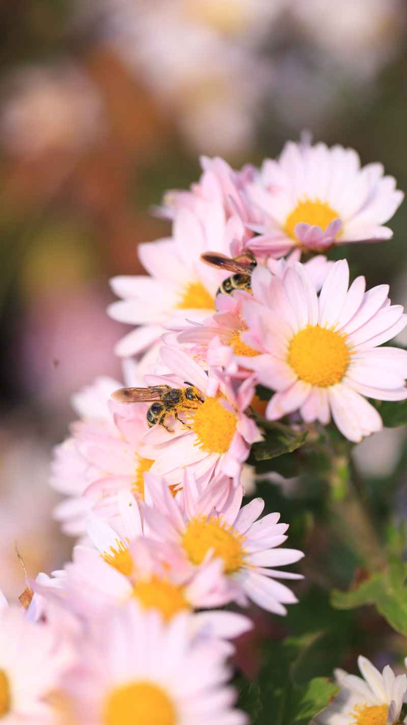 蜜蜂