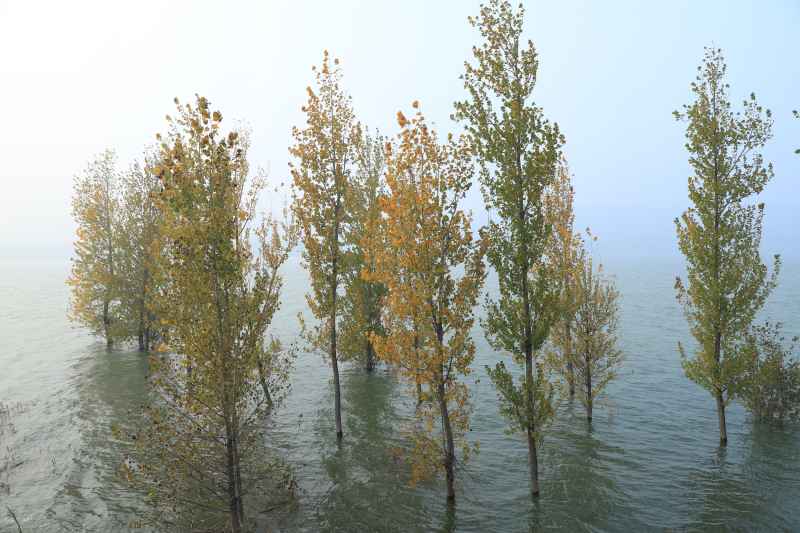 湿地