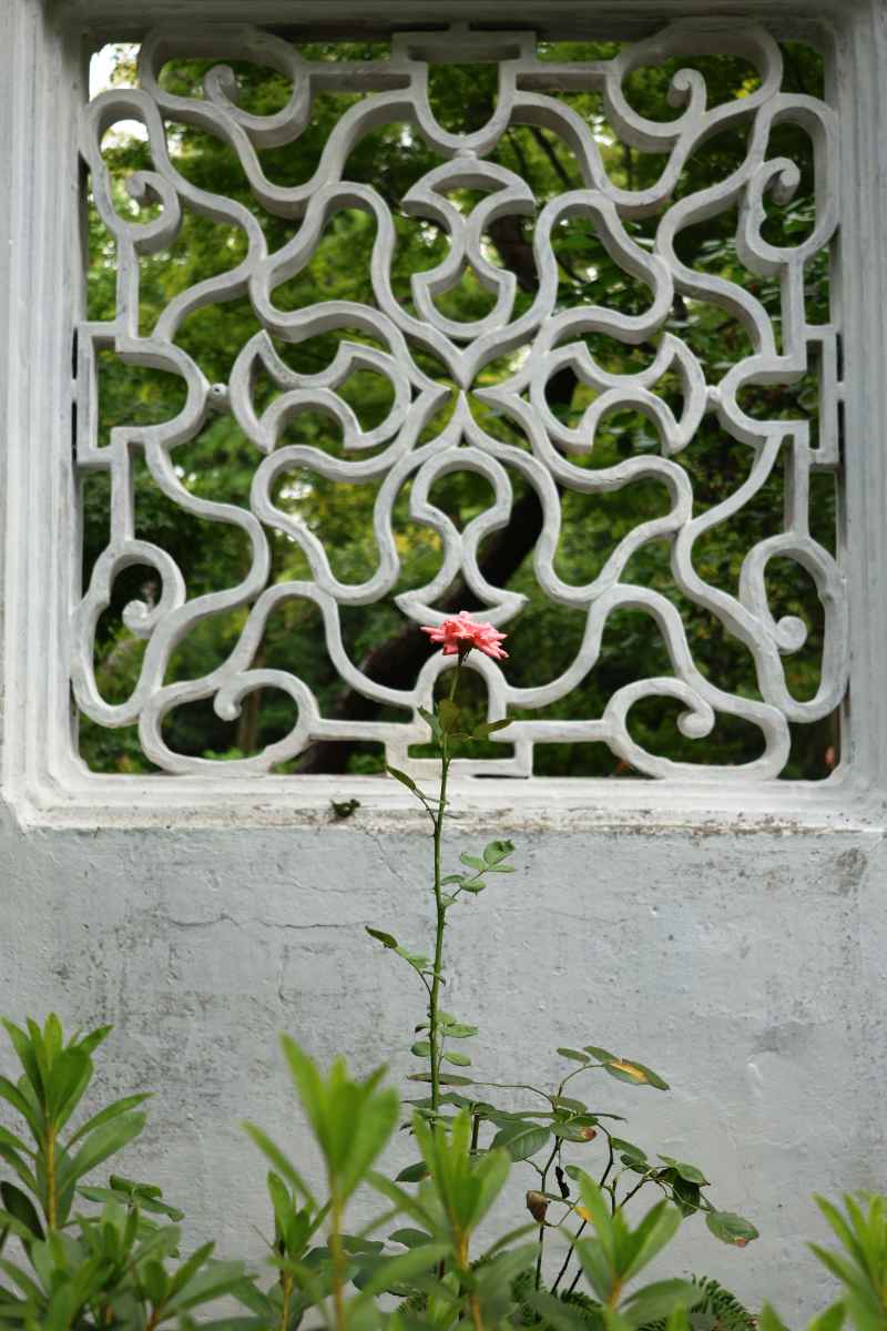 花与花窗