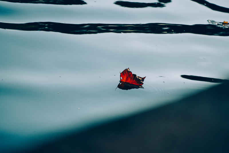 水面的落叶