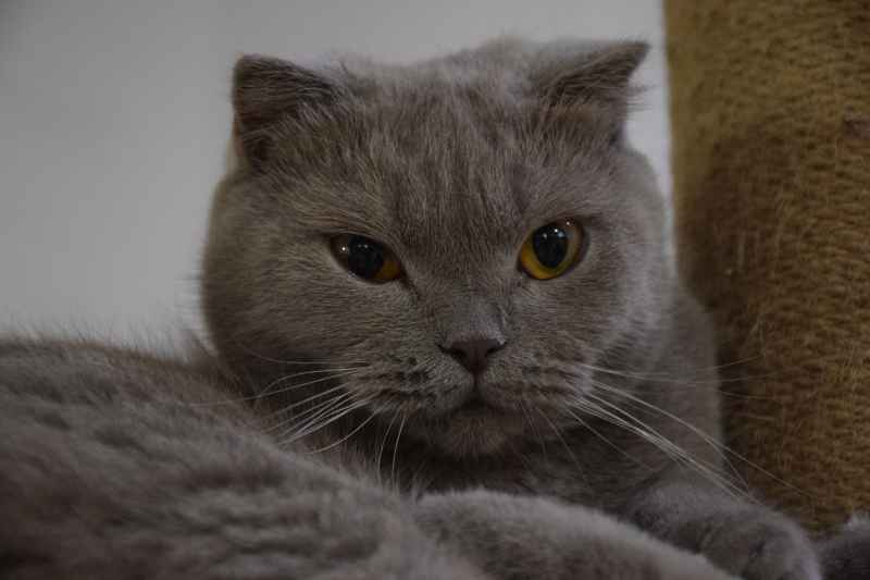 舒适之猫：悠然自得的灰魅