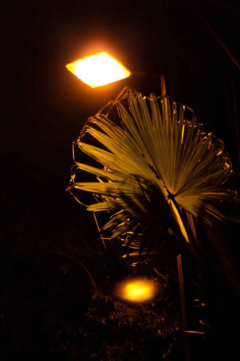 夜色棕榈