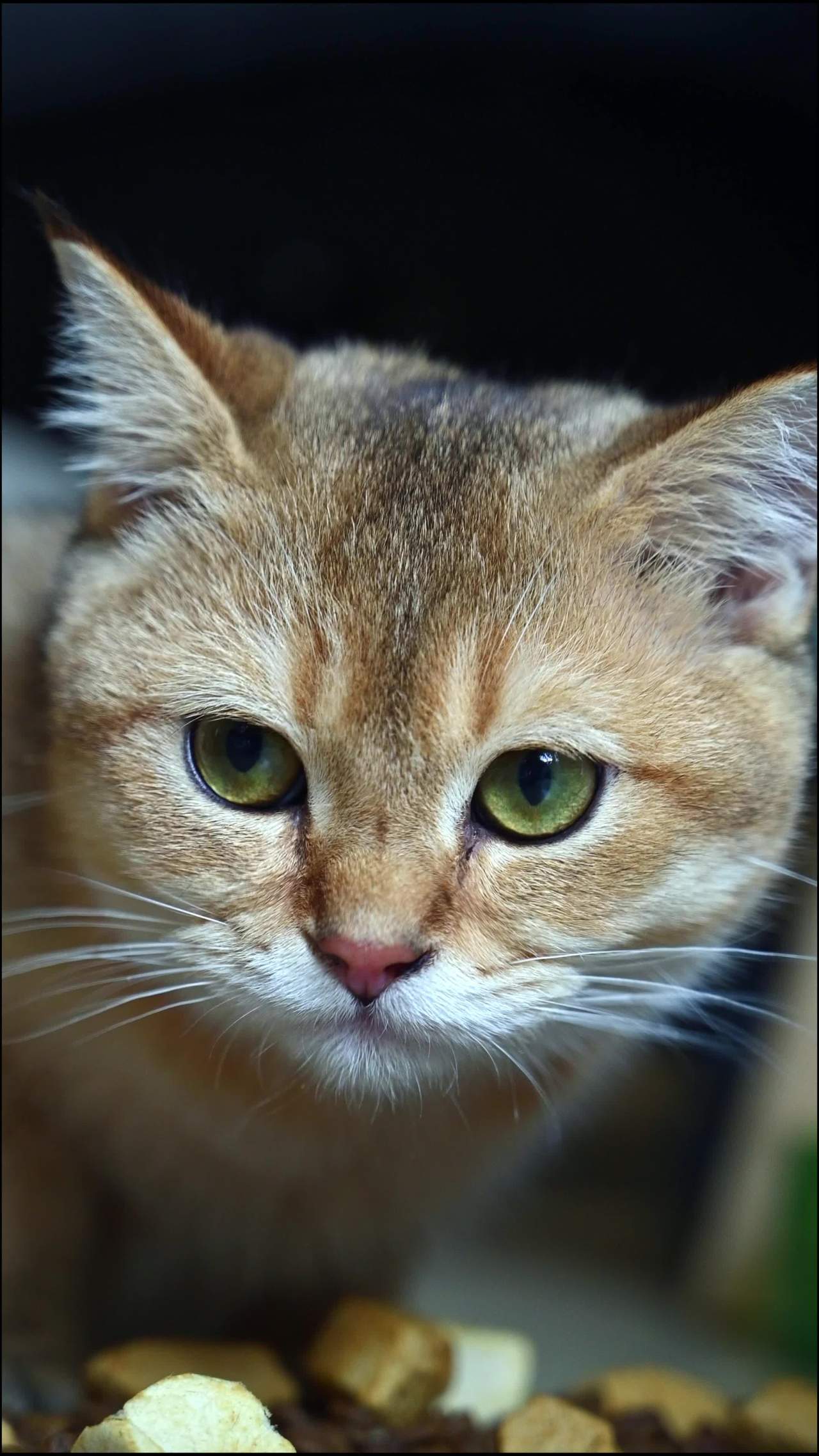 金渐层猫咪特写