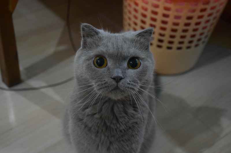 静候喂食的变色折耳猫