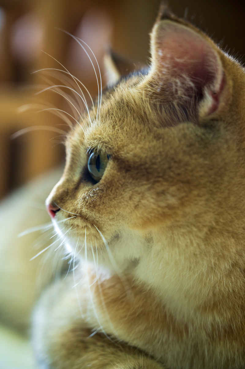 小猫注释别处的特写镜头