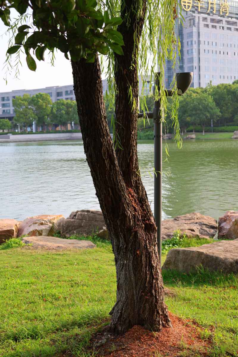 老树干