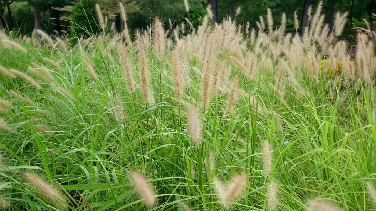微风茂盛狼尾草