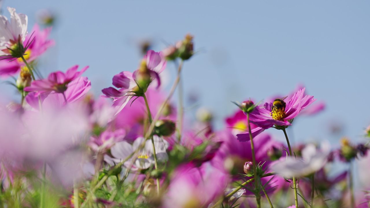 阳光下花丛中花朵上的蜜蜂