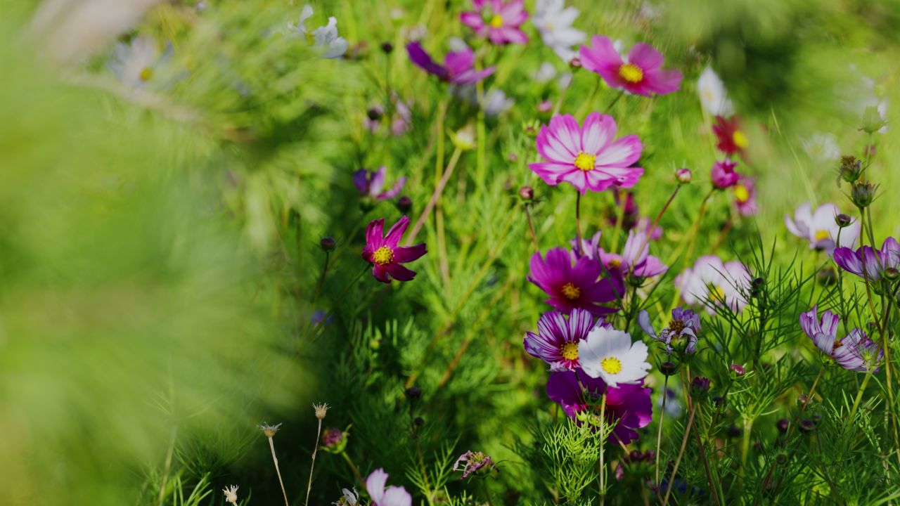 阳光下漂亮的花丛花朵