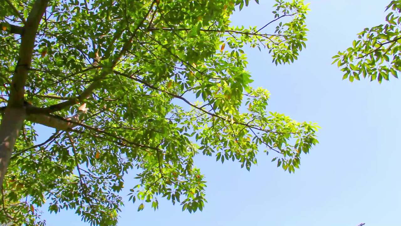 蓝天树梢