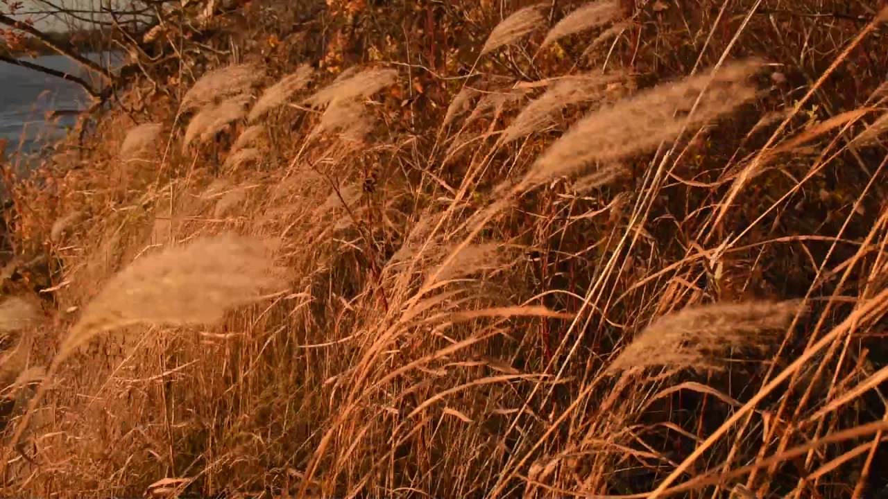 夕阳照耀下的芦苇