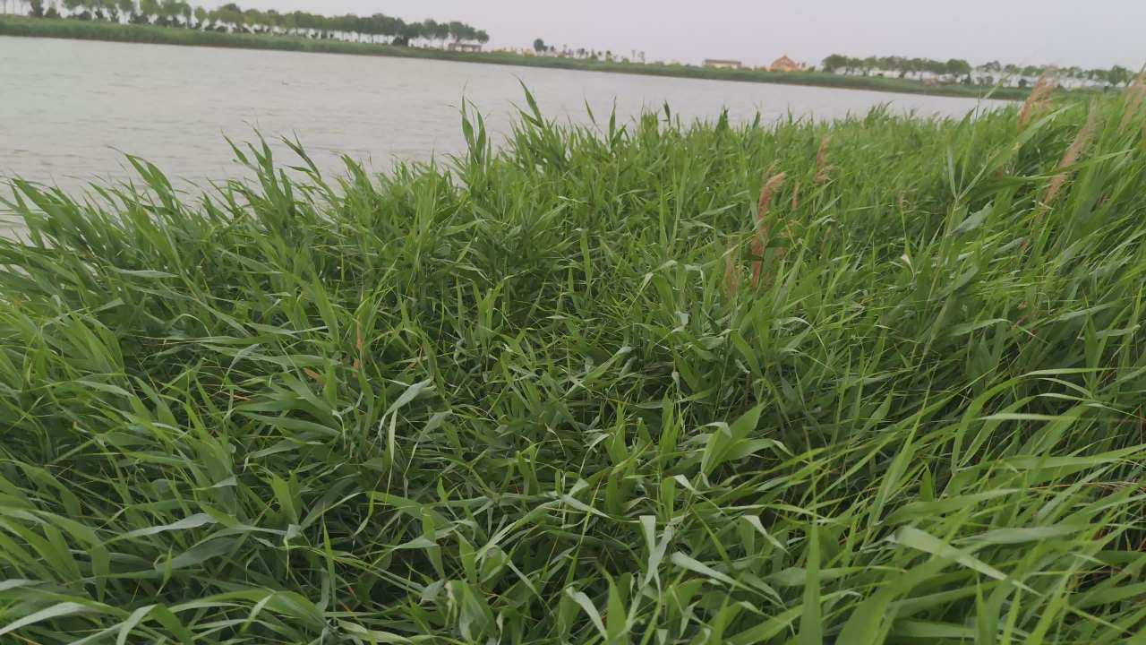 湿地 16