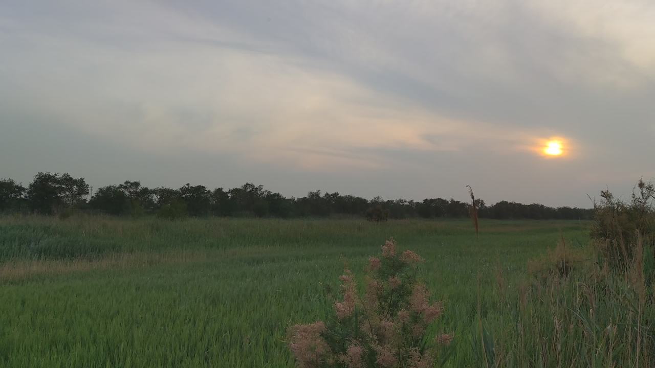 湿地 19