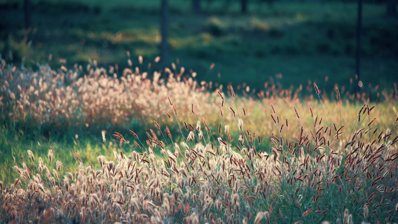 河边绿地桥 9