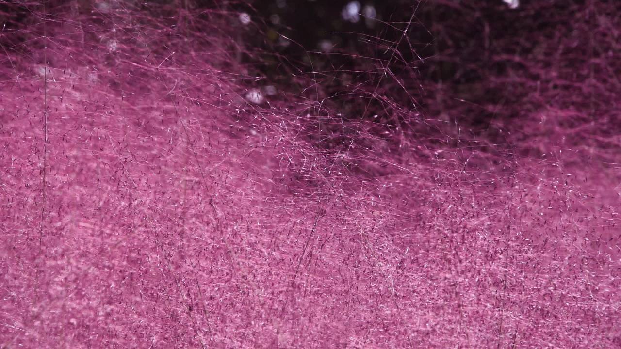 薰衣草丛 4