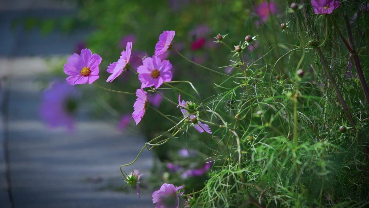 格桑花和草丛 3