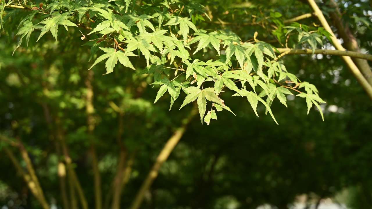 公园植物阳光下空镜头素材 7