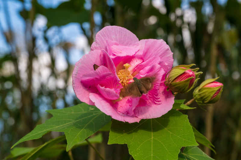 昆虫在大红花上采蜜