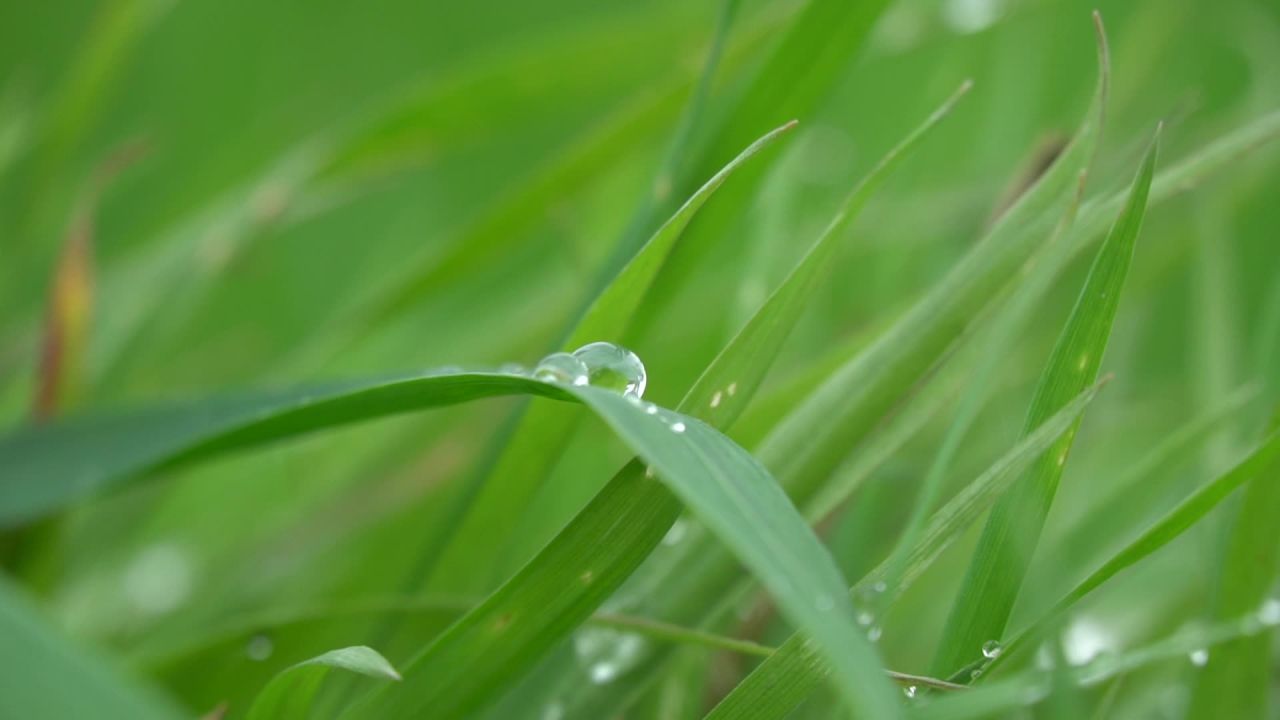 清晨，草，露珠