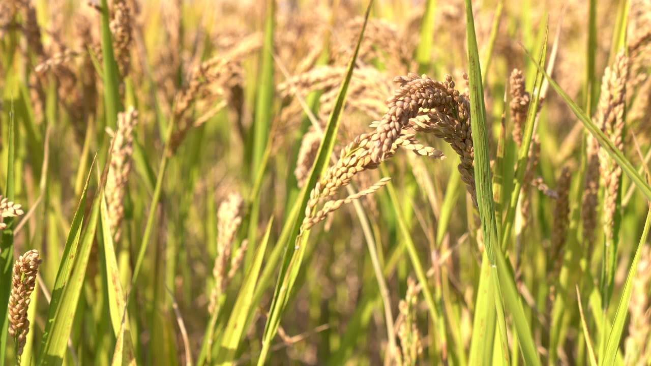 秋收季 3